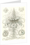 Marine invertebrates. Siphonophorae by Ernst Haeckel