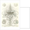 Marine invertebrates. Siphonophorae by Ernst Haeckel
