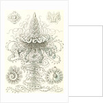 Marine invertebrates. Siphonophorae by Ernst Haeckel