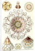 Jellyfishes in the phyllum Cnidaria. Peromedusae by Ernst Haeckel