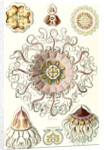 Jellyfishes in the phyllum Cnidaria. Peromedusae by Ernst Haeckel