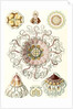 Jellyfishes in the phyllum Cnidaria. Peromedusae by Ernst Haeckel