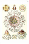 Jellyfishes in the phyllum Cnidaria. Peromedusae by Ernst Haeckel