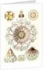 Jellyfishes in the phyllum Cnidaria. Peromedusae by Ernst Haeckel