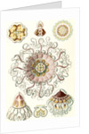 Jellyfishes in the phyllum Cnidaria. Peromedusae by Ernst Haeckel