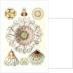 Jellyfishes in the phyllum Cnidaria. Peromedusae by Ernst Haeckel