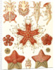 Starfishes in the phyllum Echinodermata. Asteridea by Ernst Haeckel