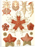 Starfishes in the phyllum Echinodermata. Asteridea by Ernst Haeckel