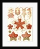 Starfishes in the phyllum Echinodermata. Asteridea by Ernst Haeckel