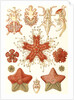 Starfishes in the phyllum Echinodermata. Asteridea by Ernst Haeckel