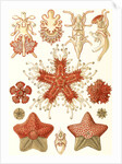 Starfishes in the phyllum Echinodermata. Asteridea by Ernst Haeckel