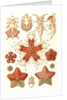 Starfishes in the phyllum Echinodermata. Asteridea by Ernst Haeckel