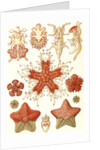 Starfishes in the phyllum Echinodermata. Asteridea by Ernst Haeckel