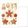 Starfishes in the phyllum Echinodermata. Asteridea by Ernst Haeckel