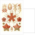 Starfishes in the phyllum Echinodermata. Asteridea by Ernst Haeckel