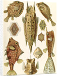 Boxfishes. Ostraciontes by Ernst Haeckel