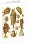 Boxfishes. Ostraciontes by Ernst Haeckel