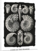 Marine mollusks. Ammonitida by Ernst Haeckel