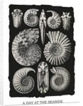 Marine mollusks. Ammonitida by Ernst Haeckel