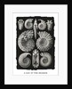 Marine mollusks. Ammonitida by Ernst Haeckel