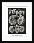 Marine mollusks. Ammonitida by Ernst Haeckel