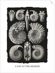 Marine mollusks. Ammonitida by Ernst Haeckel