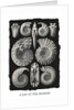 Marine mollusks. Ammonitida by Ernst Haeckel