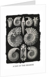 Marine mollusks. Ammonitida by Ernst Haeckel
