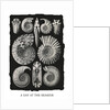 Marine mollusks. Ammonitida by Ernst Haeckel