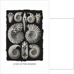 Marine mollusks. Ammonitida by Ernst Haeckel