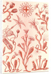 Aquatic animals. Campanariae by Ernst Haeckel