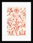 Aquatic animals. Campanariae by Ernst Haeckel