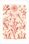 Aquatic animals. Campanariae by Ernst Haeckel