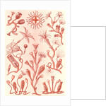 Aquatic animals. Campanariae by Ernst Haeckel