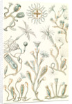 Aquatic animals. Campanariae by Ernst Haeckel