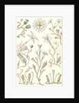Aquatic animals. Campanariae by Ernst Haeckel