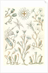 Aquatic animals. Campanariae by Ernst Haeckel
