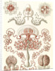 Jellyfishes. Anthomedusae by Ernst Haeckel