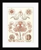 Jellyfishes. Anthomedusae by Ernst Haeckel