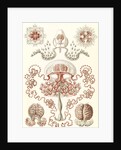 Jellyfishes. Anthomedusae by Ernst Haeckel