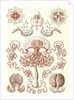Jellyfishes. Anthomedusae by Ernst Haeckel