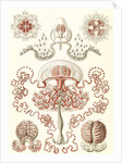 Jellyfishes. Anthomedusae by Ernst Haeckel