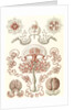 Jellyfishes. Anthomedusae by Ernst Haeckel