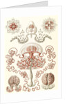 Jellyfishes. Anthomedusae by Ernst Haeckel