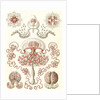 Jellyfishes. Anthomedusae by Ernst Haeckel