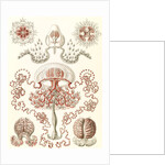 Jellyfishes. Anthomedusae by Ernst Haeckel