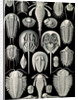 Horseshoe crabs. Aspidonia by Ernst Haeckel