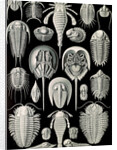 Horseshoe crabs. Aspidonia by Ernst Haeckel