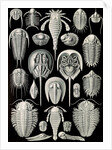 Horseshoe crabs. Aspidonia by Ernst Haeckel