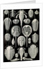Horseshoe crabs. Aspidonia by Ernst Haeckel